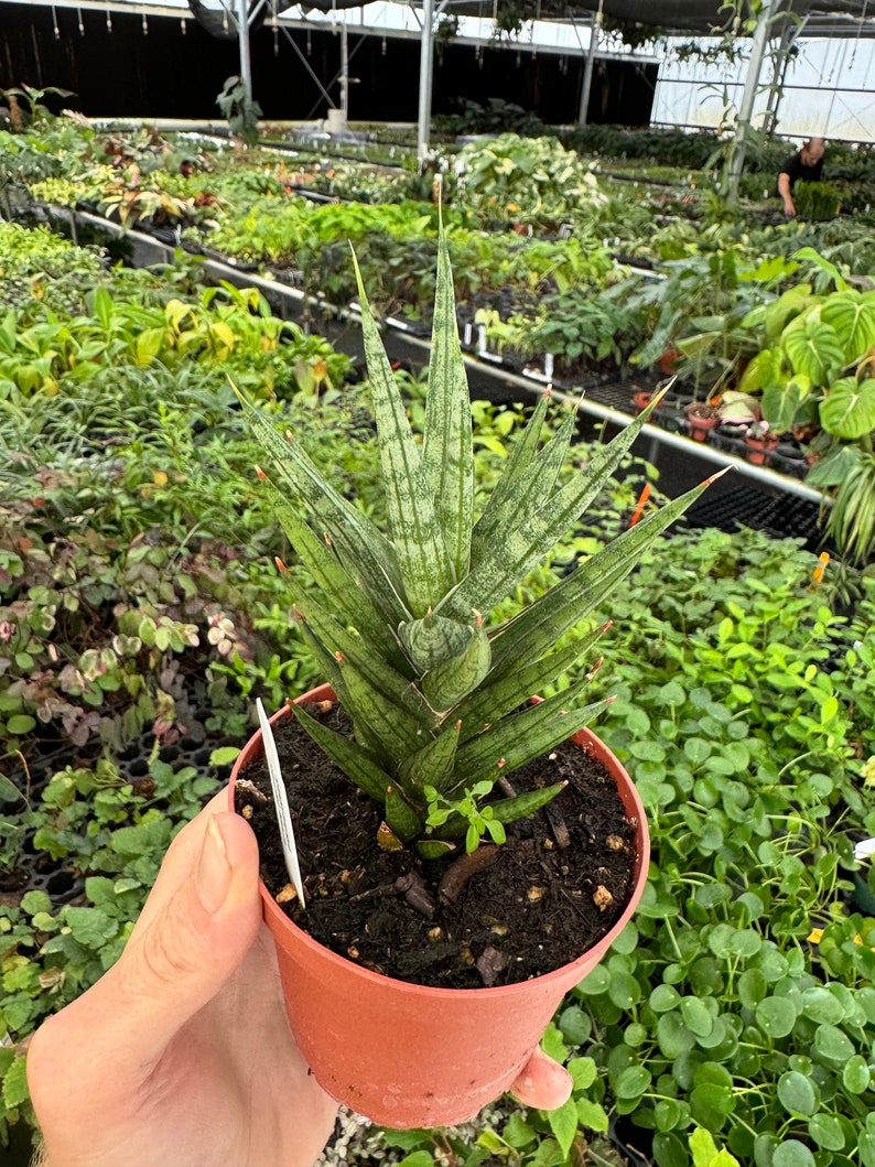 TheGreenEscape Sansevieria francisii - Thumbnail 5