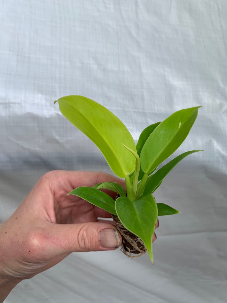 TheGreenEscape Philodendron Moonlight Plant - Thumbnail 3