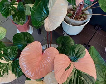 Homalomena pink Tissue Culture (ALL PLANTS require you to purchase 2 plants!)