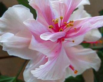 May include: Close-up of a light pink and white hibiscus flower. The flower has multiple layers of delicate petals, with a vibrant pink center and yellow stamens. The petals have a ruffled texture, and the flower is in full bloom.