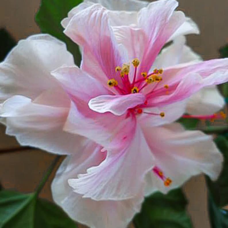 Pride of Hankins white hibiscus Starter Plant (ALL STARTER PLANTS require you to purchase 2 plants!) image 1