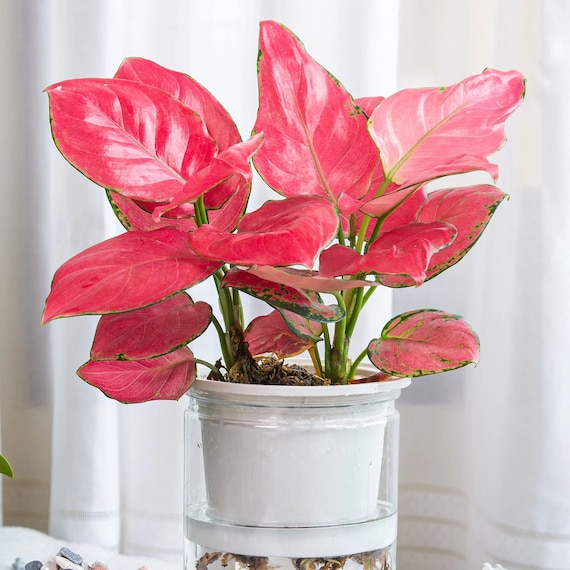 Aglaonema Red Zircon Starter Plant (ALL STARTER PLANTS Require You