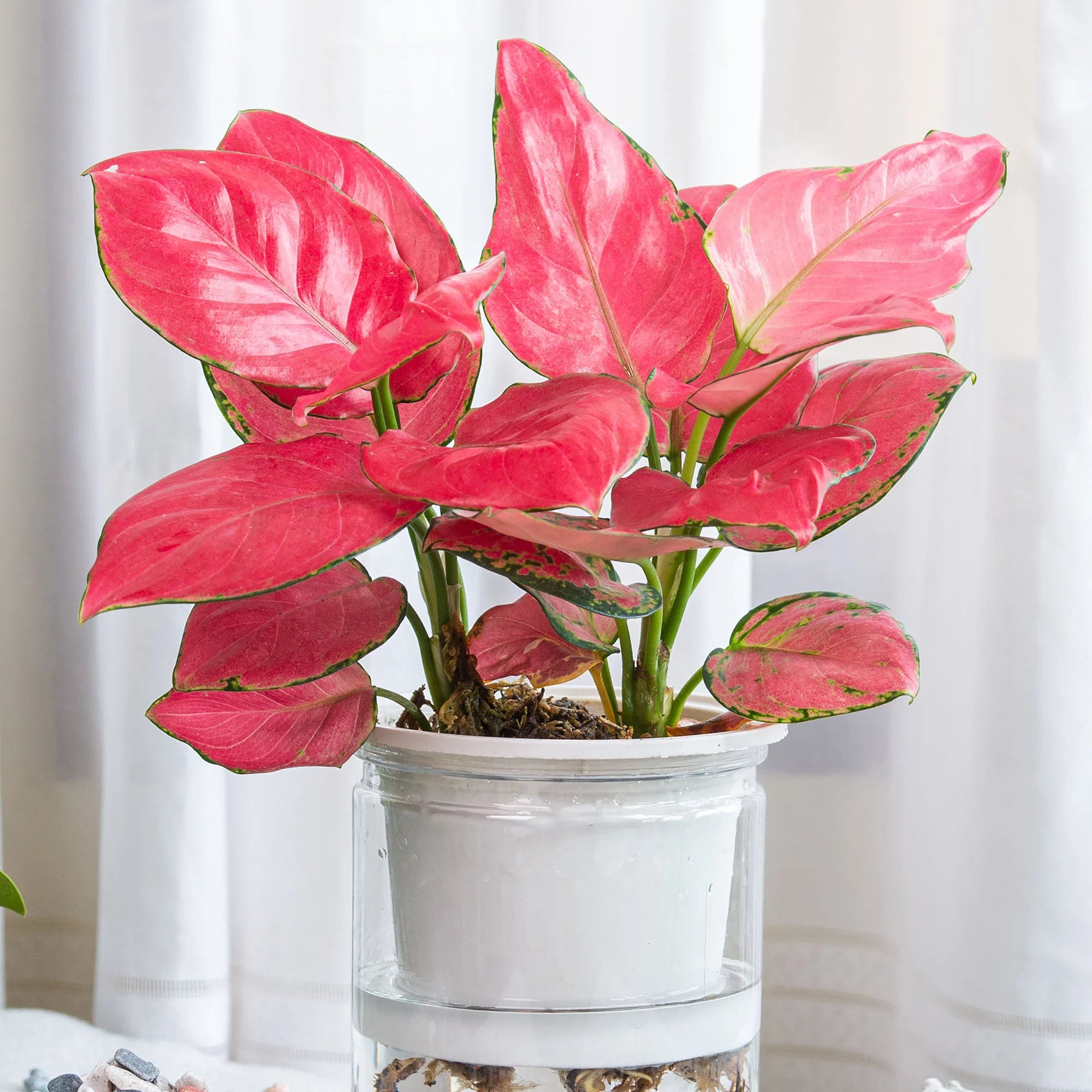 house plant journal Houseplant Planner – Farm Girl Designs main image 0
