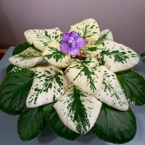 Suncoast lavender silk African violet starter plant (ALL Starter PLANTS require you to purchase 2 plants!)