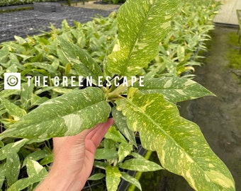 Anneau de feu Philodendron en pot de 4 po. (TOUTES LES PLANTES nécessitent l'achat de 2 plantes !)