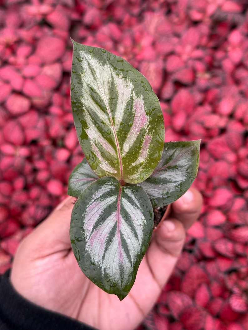 TheGreenEscape Calathea