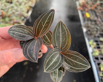 Ludisia discolor (jewel orchid) Starter Plant (ALL STARTER PLANTS require you to purchase 2 plants!)