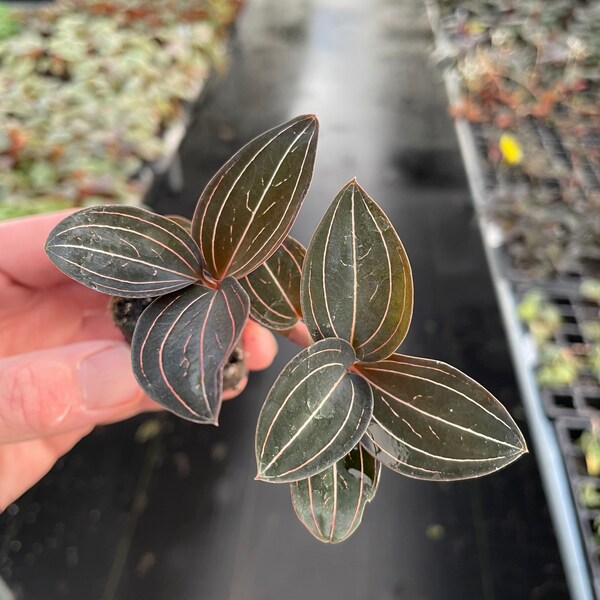 Ludisia discolor (jewel orchid) Starter Plant (ALL STARTER PLANTS require you to purchase 2 plants!)