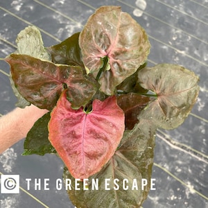Syngonium plum allusion Starter Plant (ALL STARTER PLANTS require you to purchase 2 plants!)
