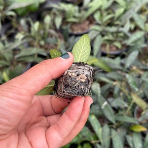 Puede incluir: Una peque&ntilde;a planta verde con ra&iacute;ces en un tap&oacute;n de tierra. La planta est&aacute; siendo sostenida en una mano con esmalte de u&ntilde;as verde.