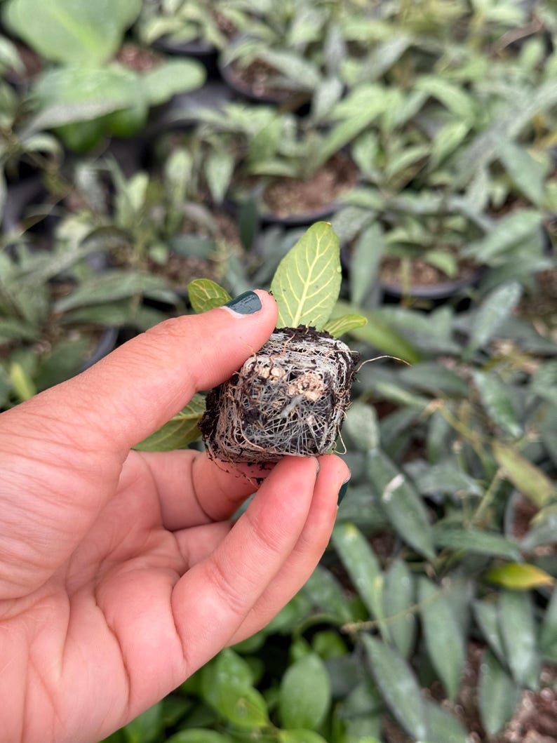 Puede incluir: Una peque&ntilde;a planta verde con ra&iacute;ces en un tap&oacute;n de tierra. La planta est&aacute; siendo sostenida en una mano con esmalte de u&ntilde;as verde.