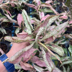 Syngonium pink rolli Starter Plant (ALL STARTER PLANTS require you to purchase 2 plants!)