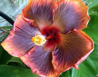 Masked bandit hibiscus 2” pot (ALL STARTER PLANTS require you to purchase 2 plants!)
