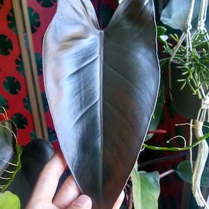 Philodendron Black Majesty Starter Plant (ALL STARTER PLANTS Require You to  Purchase 2 Plants!) - Etsy