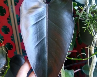 Plante de démarrage Philodendron black majesty (TOUTES LES PLANTES DE DÉMARRAGE nécessitent l'achat de 2 plantes !)