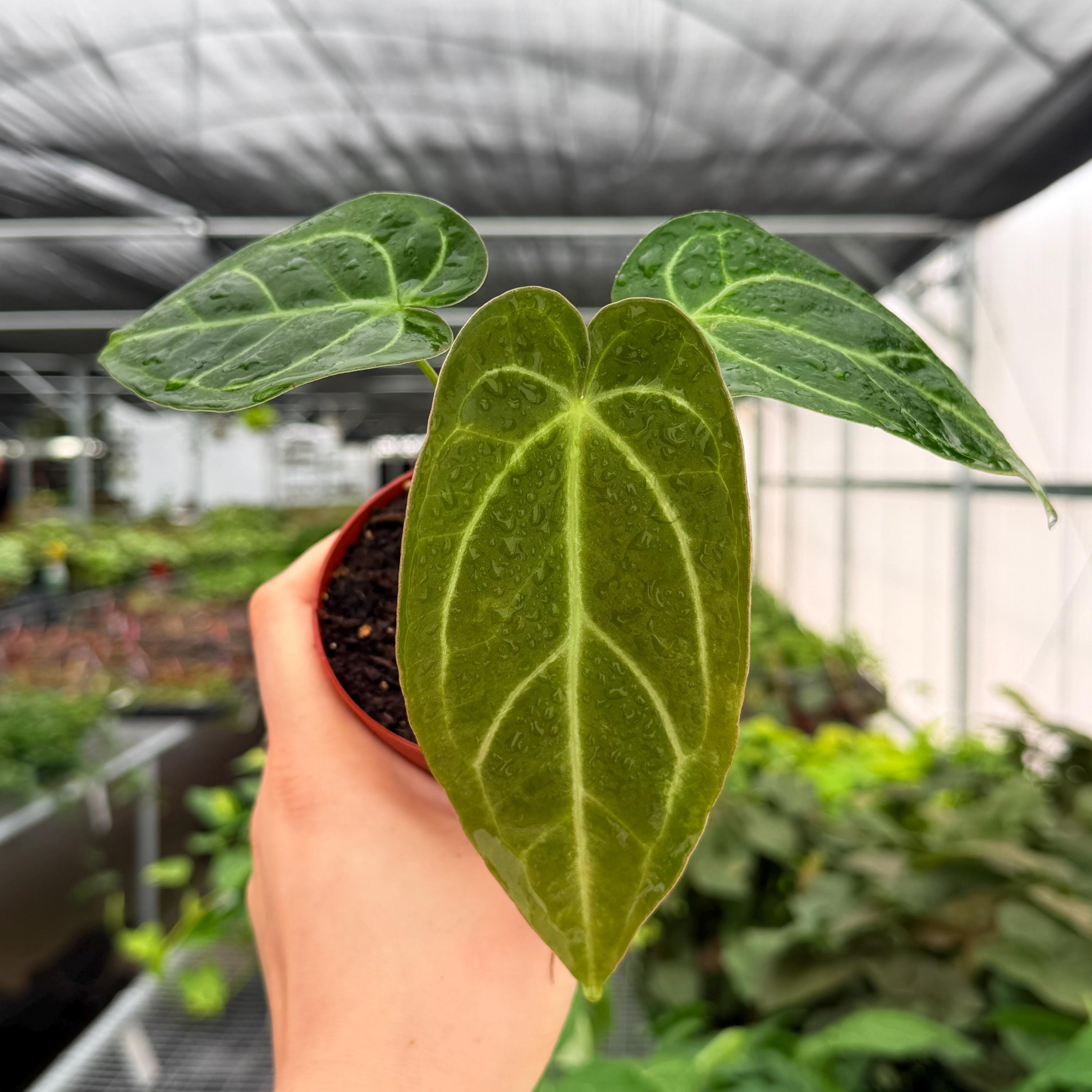 Anthurium Portillae X - Etsy