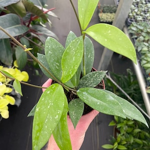 Hoya pubicalyx silver splash ” 4” pot (ALL PLANTS require you to purchase 2 plants!)