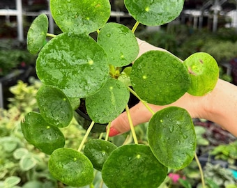 Exact Plant Pilea Peperomoides Specific 4” Pot 400FEE | F (All PLANTS require you to purchase 2 plants!)