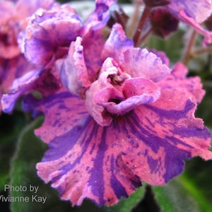 Suncoast coral razz African violet starter plant (ALL Starter PLANTS require you to purchase 2 plants!)