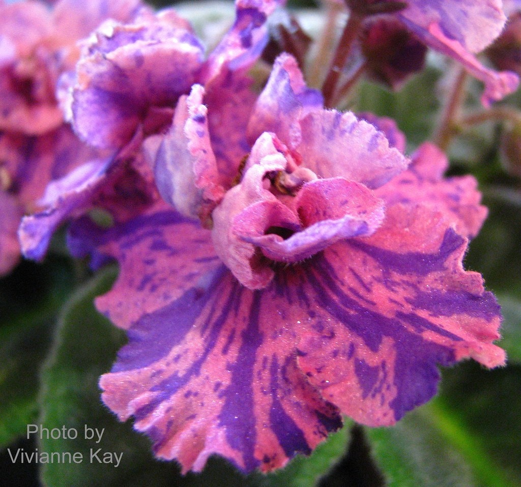 Suncoast Coral Razz African Violet Starter Plant (ALL Starter