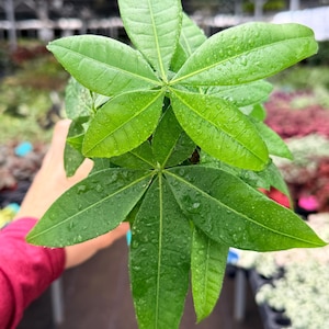May include: Close-up of a vibrant green plant with large, elongated leaves. Water droplets glisten on the leaves, suggesting recent watering. The plant's leaves radiate from a central point, creating a star-like pattern. The plant is in a pot, ready for planting.