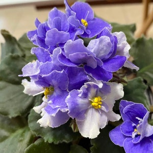 May include: Close-up of an African violet plant with multiple blooms. The flowers are a mix of deep purple and white, with yellow centers. The leaves are a dark green, providing a contrast to the vibrant flowers. The plant is in full bloom.