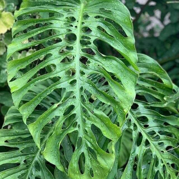 Monstera acuminata Starter Plant (ALL STARTER PLANTS require you to purchase 2 plants!)