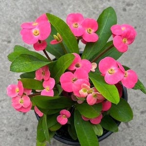 May include: A potted plant with vibrant pink flowers and green leaves. The flowers have a distinctive shape with a yellow center. The plant is in a black pot, and the background is a neutral gray.