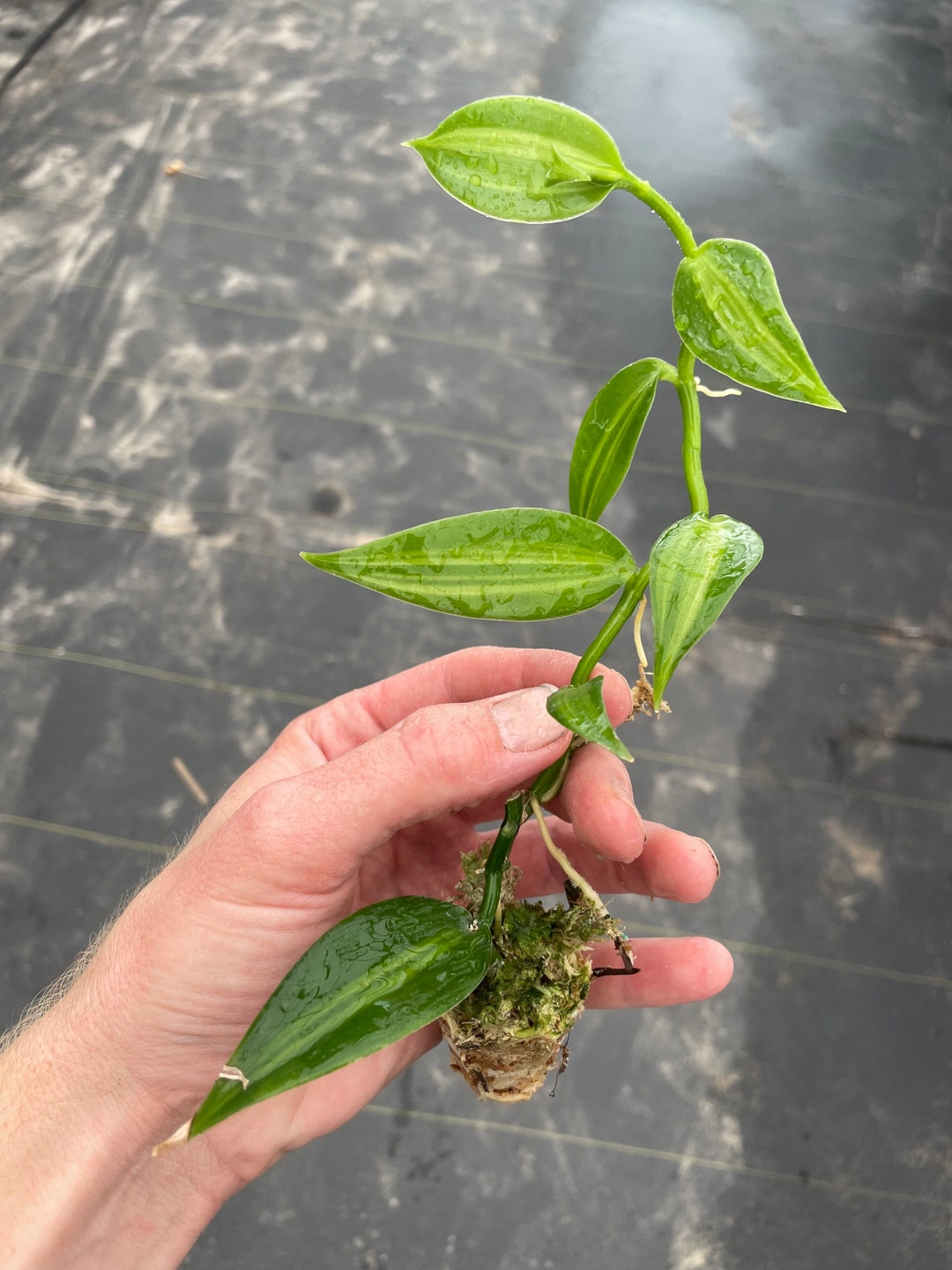 Variegated Vanilla Starter Plant ALL STARTER PLANTS Require You to