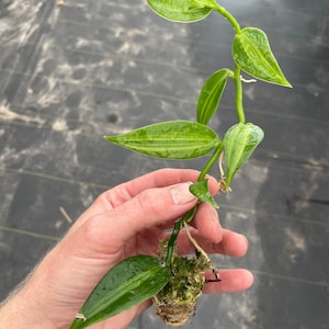 variegated vanilla starter plant (ALL STARTER PLANTS require you to purchase 2 plants!)