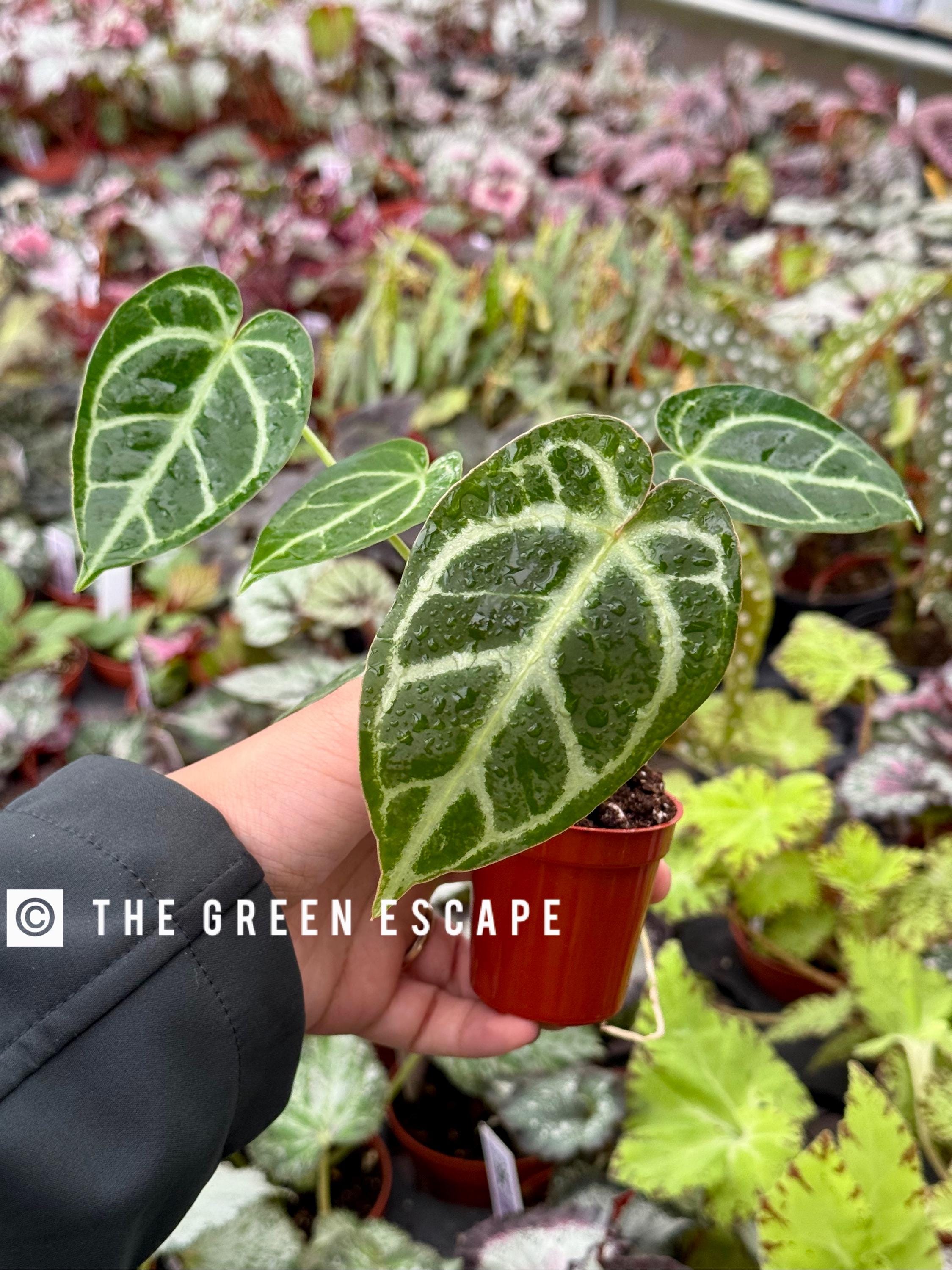 中サイズAnthurium dorayaki x magnificum Anthurium Dorayaki x Magnificum Hybrid – Tropical Houseplant