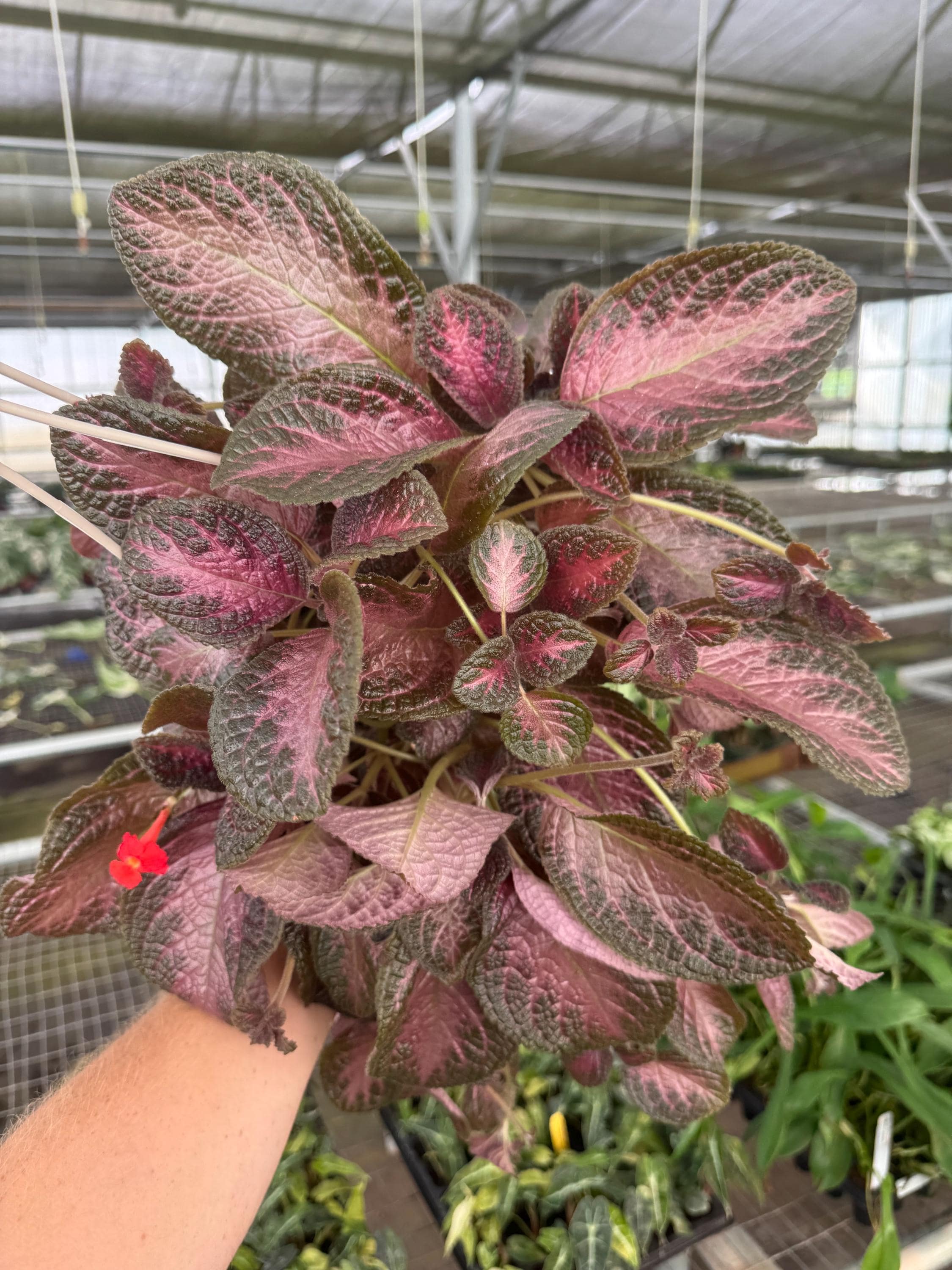 Episcia Purple Rain 6” Hanging Baskets “ALL PLANTS Require You to