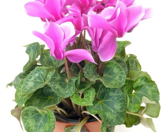 Cyclamen pink bloom Starter Plant (ALL STARTER PLANTS require you to purchase 2 plants!)