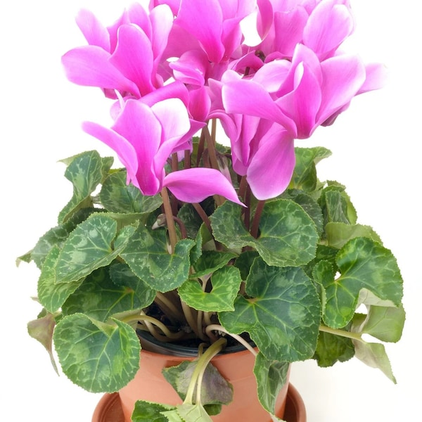 Cyclamen pink bloom Starter Plant (ALL STARTER PLANTS require you to purchase 2 plants!)