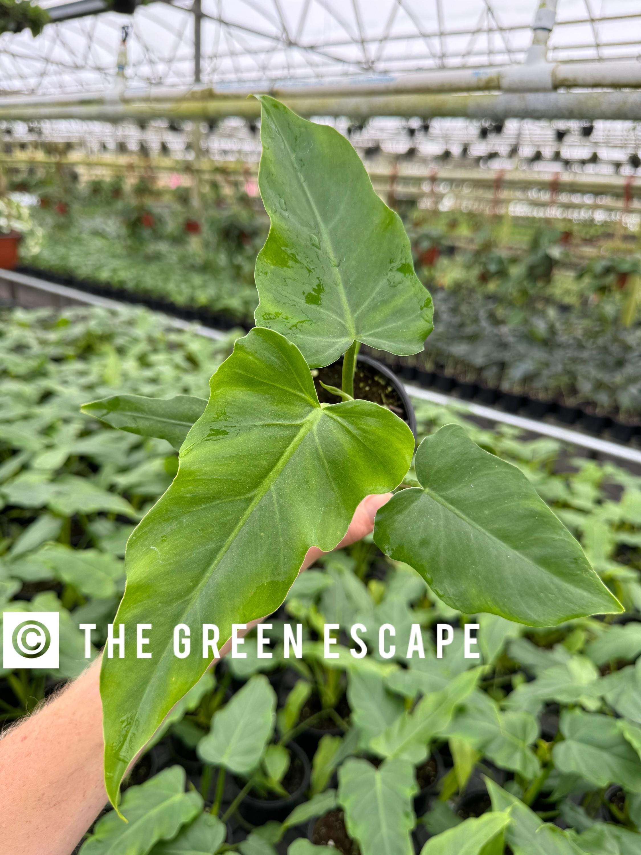 Philodendron Golden Dragon Variegated - Etsy Philodendron Golden Dragon Variegated - Etsy