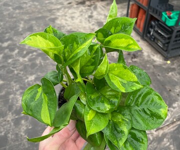 Syngonium Pink Perfection – Pink and Green Variegated Arrowhead Plant in 4in Pot – Easy Indoor Aroid for Tropical Plant Lovers