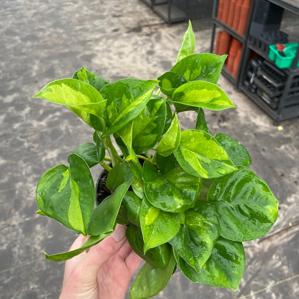 Global green pothos 4” pot (ALL PLANTS require you to purchase 2 plants!)