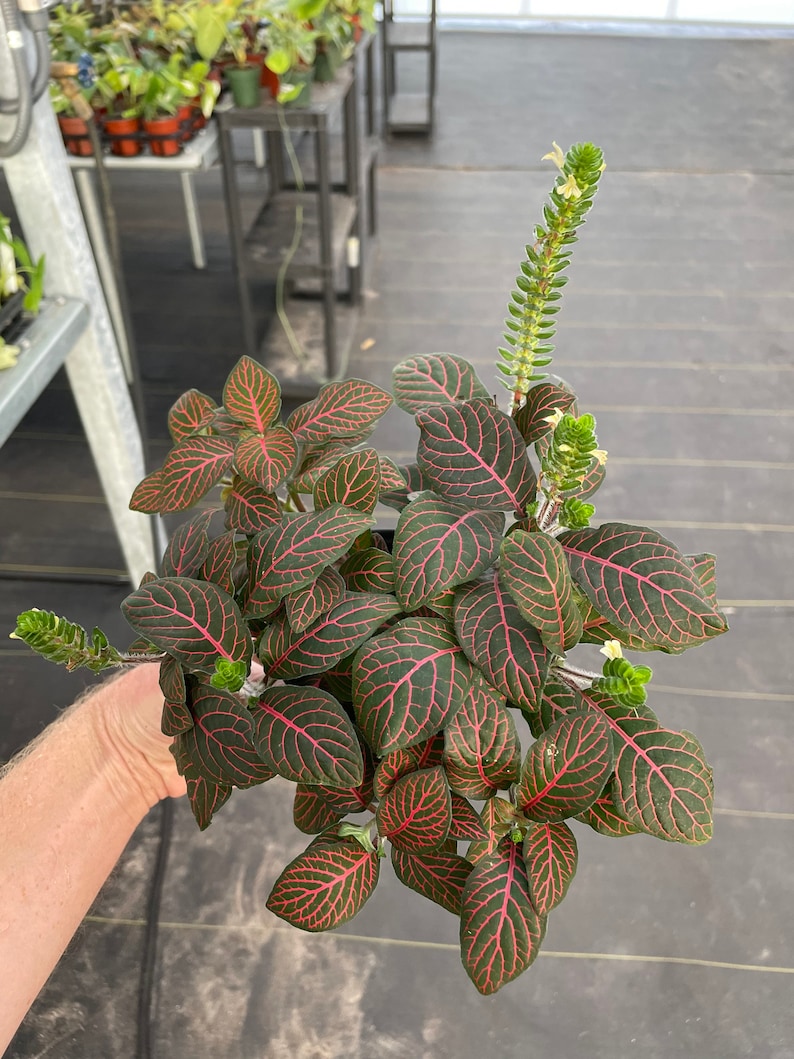 Red fittonia nerve plant 4 pot ALL PLANTS require you to purchase 2 plants image 4