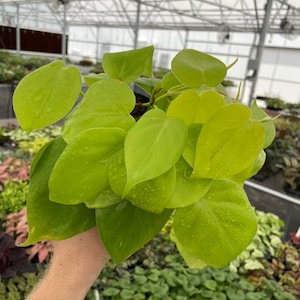 May include: A bunch of bright green, heart-shaped leaves with a glossy finish. The leaves are arranged in a bouquet and appear to be a type of houseplant.