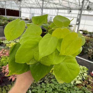 Philodendron Cordatum lemon lime “neon” 4” pot (ALL PLANTS require you to purchase 2 plants!)