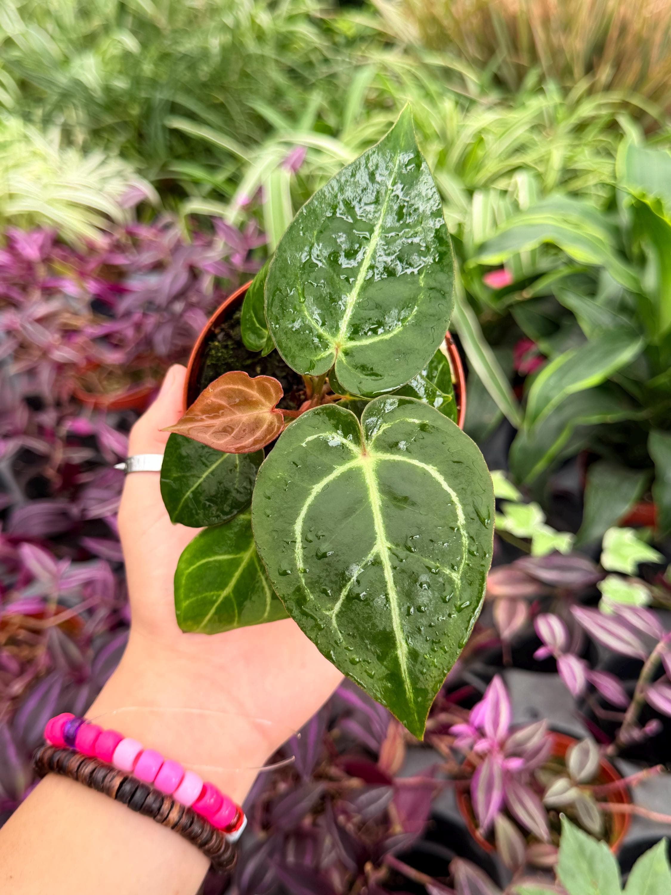 Anthurium Papi - Etsy