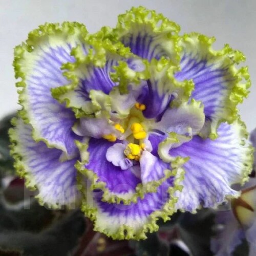 VAT Pulsar African Violet Starter Plant ALL Starter PLANTS Etsy