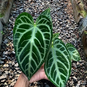 Anthurium Magnificum x silver blush Starter Plant (ALL STARTER PLANTS require you to purchase 2 plants!)