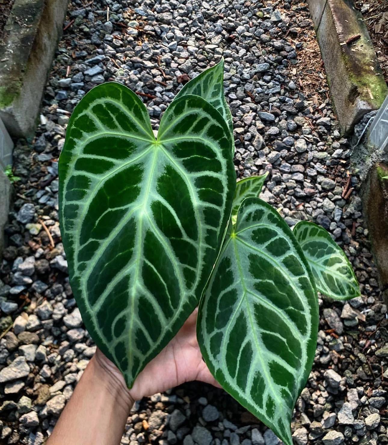 172 magnificum Silver マグニフィカムシルバー Anthurium magnificum 'Silver' - online at Foliage Factory
