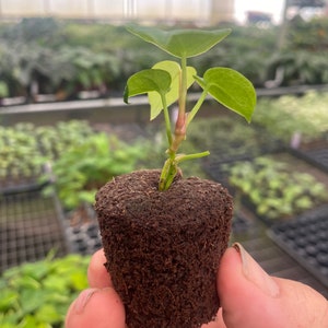 Anthurium Clarinervium X Bintang Kejora Starter Plant ALL STARTER