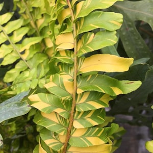 Variegated Tiger fern “nephrolepis exaltata” Starter Plant (ALL STARTER PLANTS require you to purchase 2 plants!)