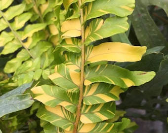 Variegated Tiger fern “nephrolepis exaltata” Starter Plant (ALL STARTER PLANTS require you to purchase 2 plants!)