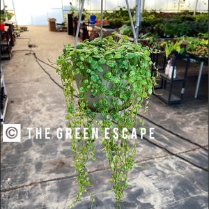 String of turtles “Peperomia prostrata” 5”hanging baskets “ALL PLANTS require you to purchase 2 plants!)