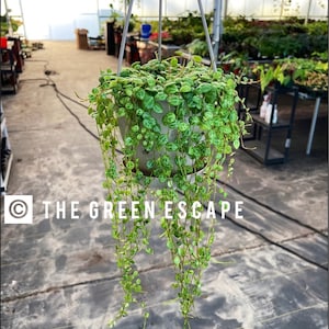 Peperomia Prostata (String of Turtles) 5”hanging baskets L11 (ALL PLANTS require you to purchase 2 plants!)
