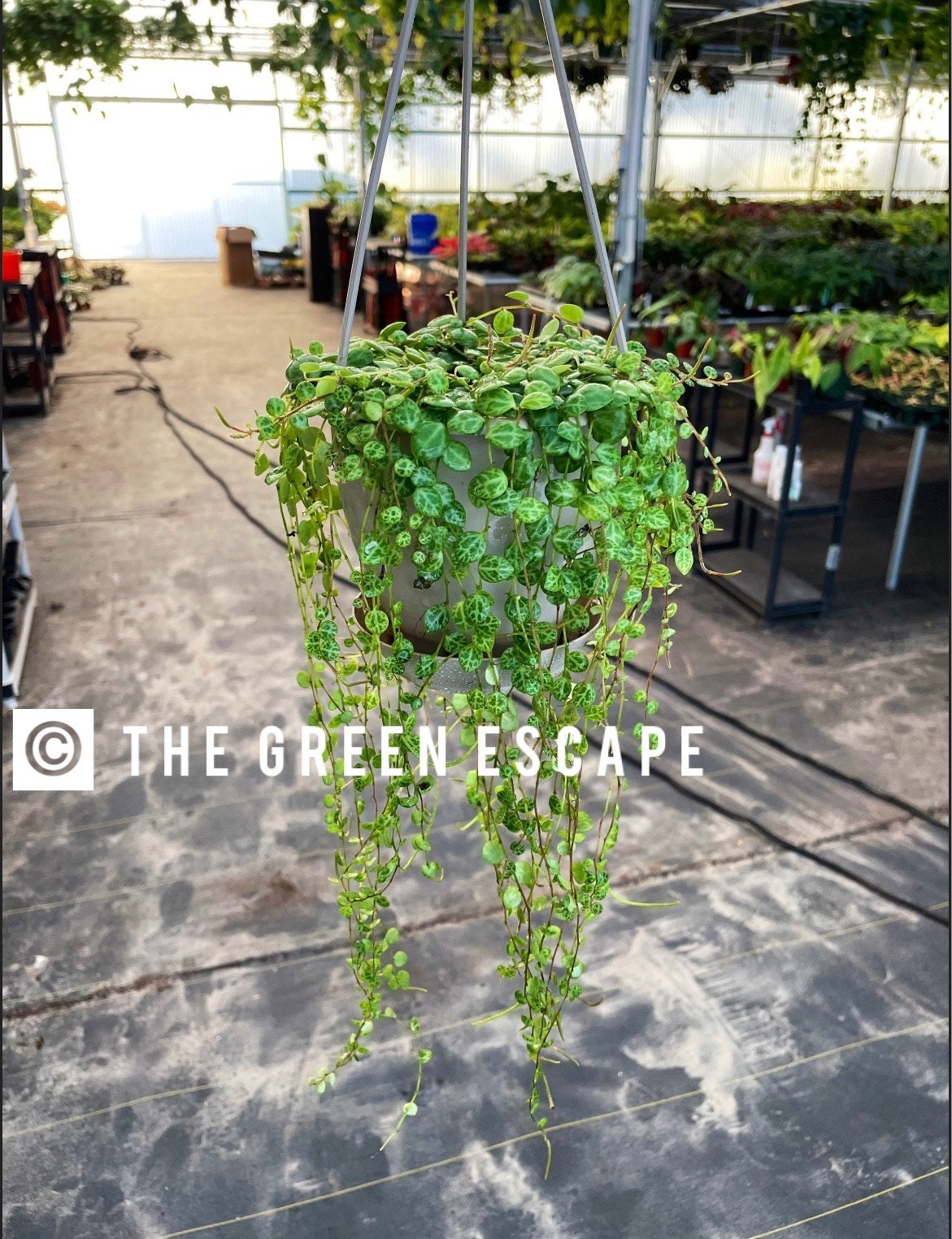Peperomia Prostata (String of turtles) 5”hanging baskets “ALL PLANTS require you to purchase 2 plants!)